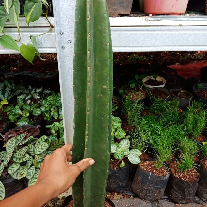 Kaktus Koboy Kaktus Koboi Kaktus Belimbing Pohon Kaktus Shopee Indonesia