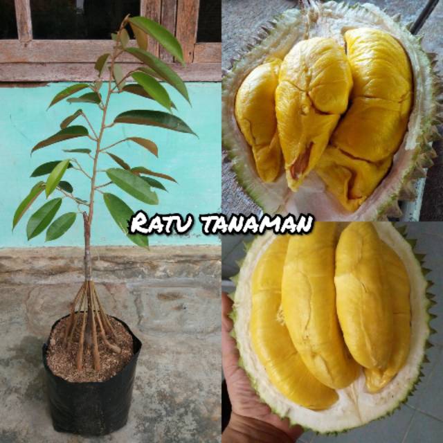 Bibit buah durian musangking kaki 10