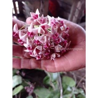 Hoya Versteegii (Rare Plant)sp Papua