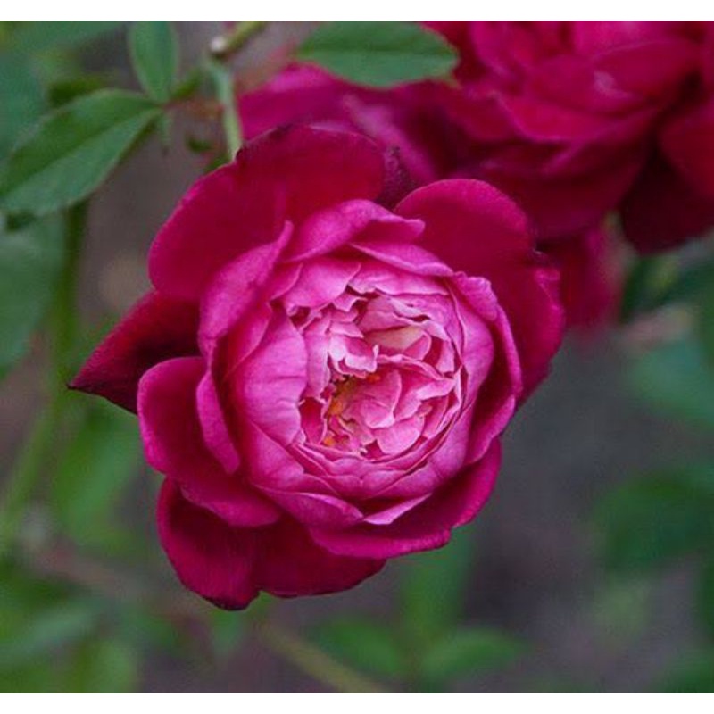 Mawar Import Stek Ownroot Old Rose Louise Philippe