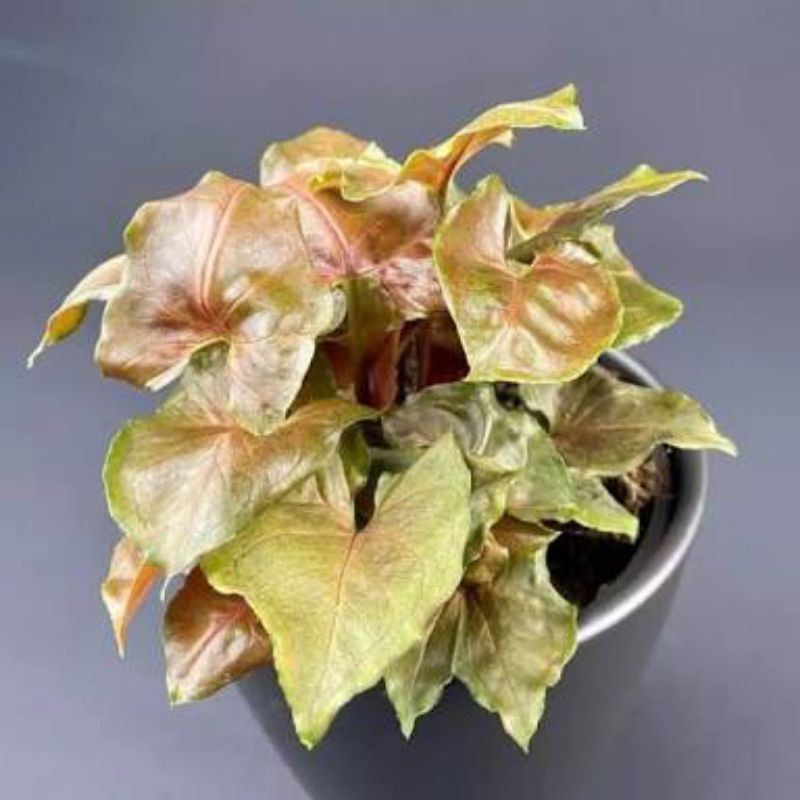 Tanaman Hias Syingonium Maria / Singonium Maria / Keladi Maria / Pohon Syngonium Maria Murah