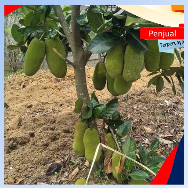 

/COD/ [COD]Bibit nangka sayur stek okulasi cepat berbuah Ktn