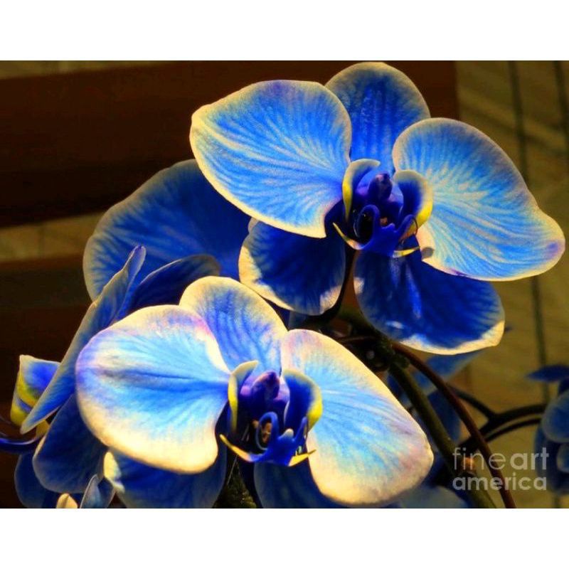 TANAMAN HIAS SEEDLING ANGGREK DENDROBIUM BLUE WHITE