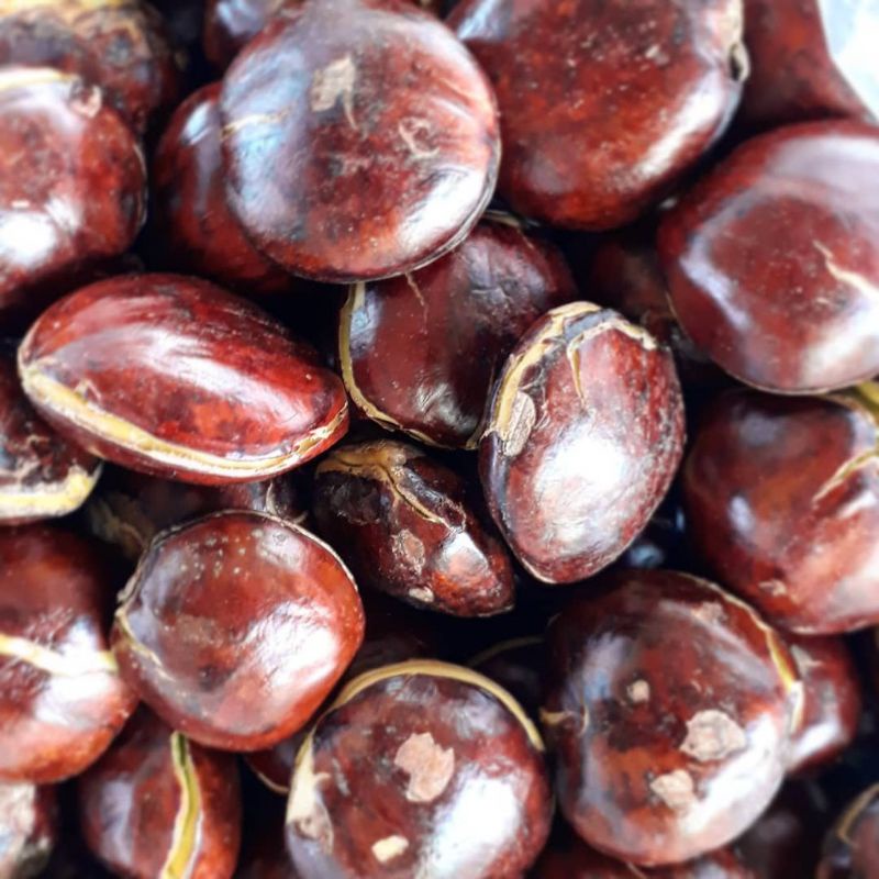 

JENGKOL TUA