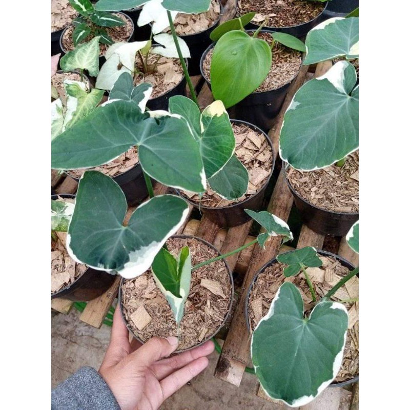 keladi tikus varigata - keladi varigata - keladi tikus - kantong semar varigata