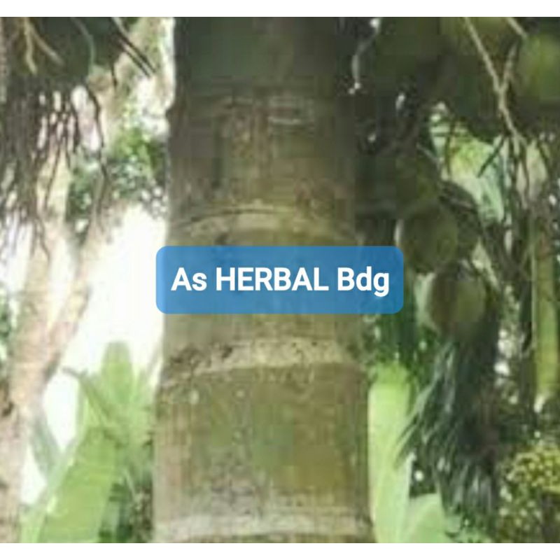 

Kulit pohon pinang segar 250 gram-az
