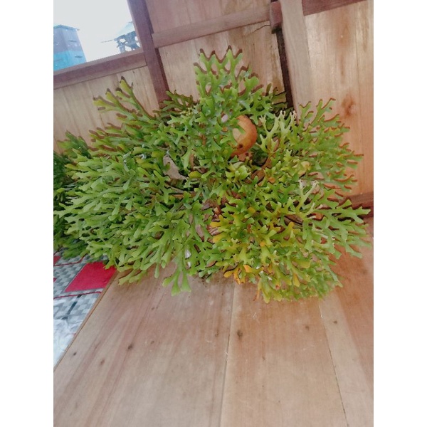 TANAMAN TANDUK RUSA KHAS KALTENG UK XL 2 pcs (platycerium ridleyi)