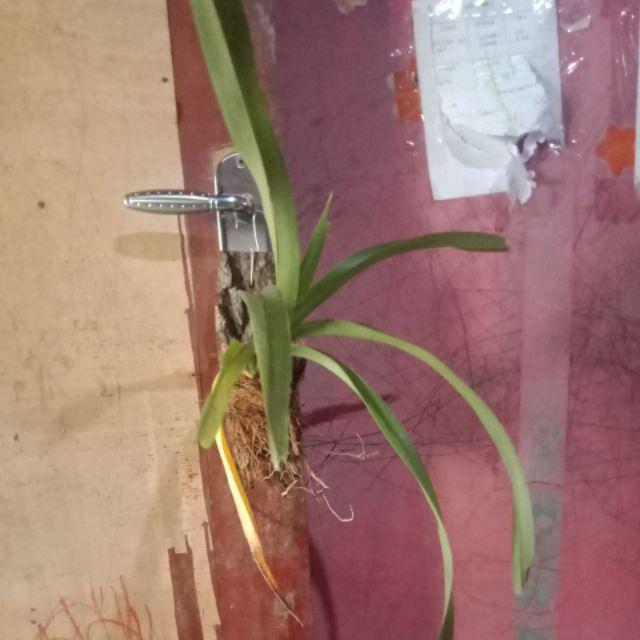Anggrek Vanda Dewasa Jumbo (tricolor)