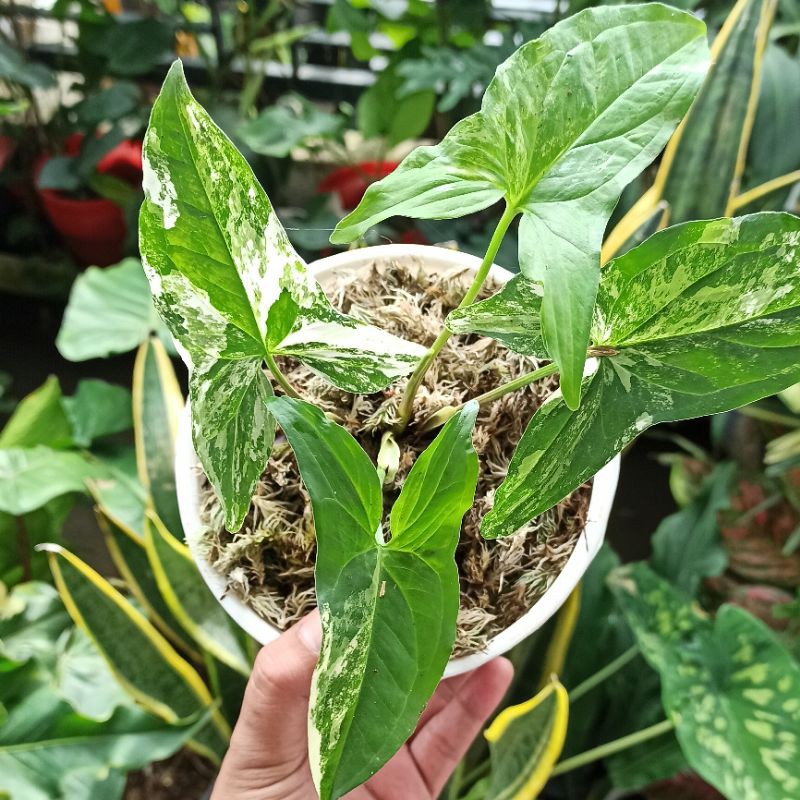 Syngonium Varigata Albo
