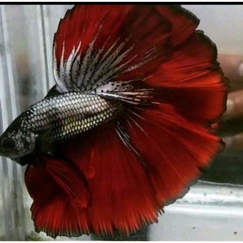 IKAN CUPANG HALFMOON EKOR LEBAR MURAH SIZE L_XL(HM L)-3