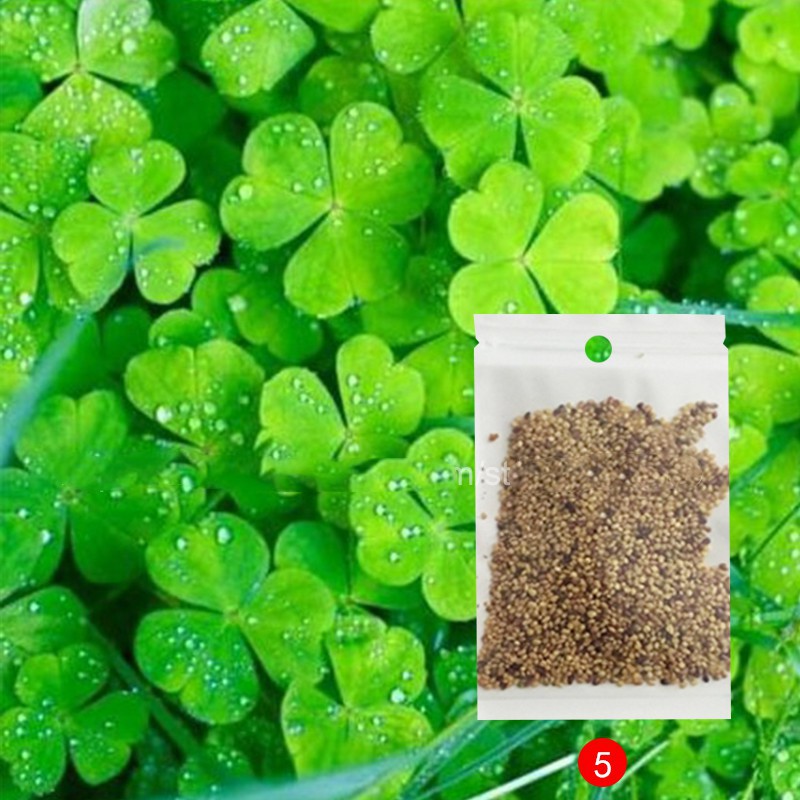 HOT SALE BIBIT RUMPUT AIR DEKORASI AQUARIUM LANDSCAPE ORNAMENT LUCKY CLOVER H0027 !!! Grab Medan