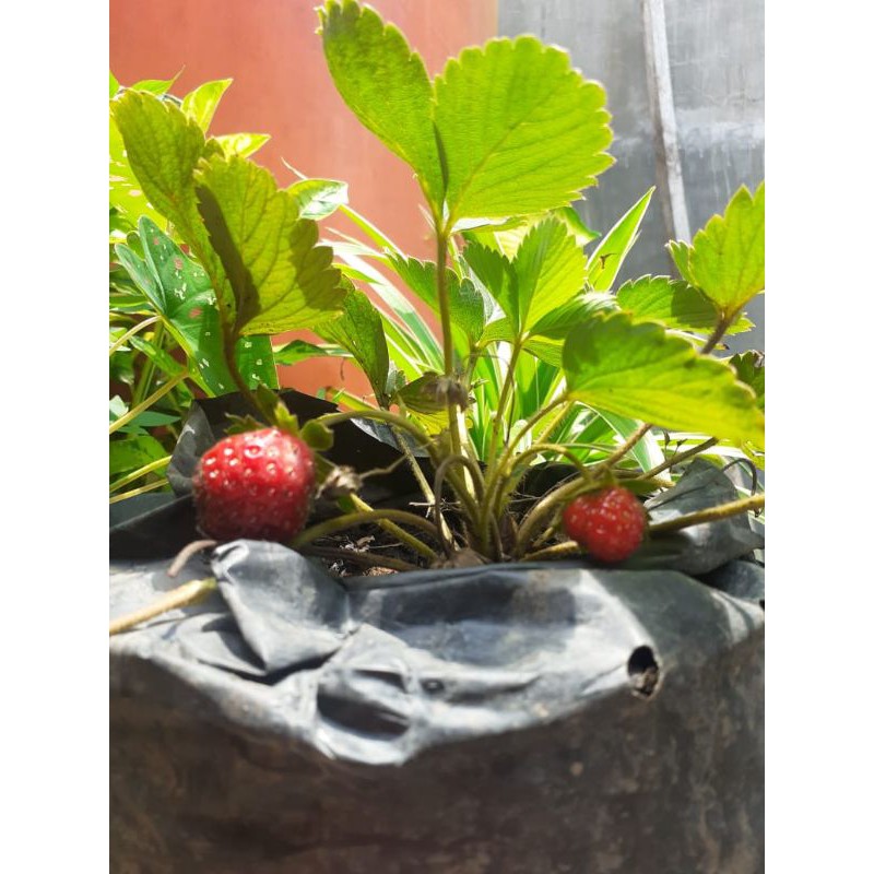 

strowberry