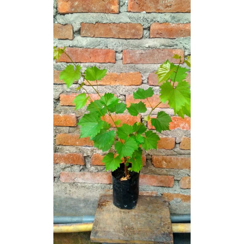 Bibit anggur lokal kualitas super (Rootstock)