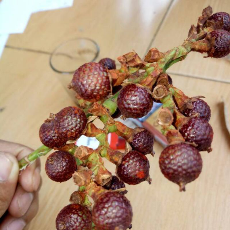 

BUAH JERNANG MERAH SEGAR BLOOD DRAGON 1kg