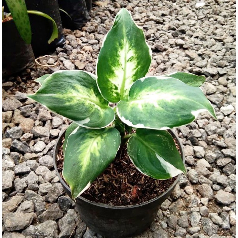 tanaman hias given lukisan cinta/given murah.