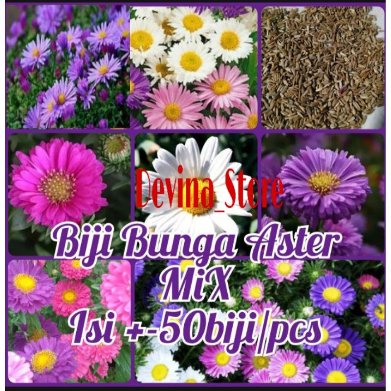 Biji Bunga Aster isi 50