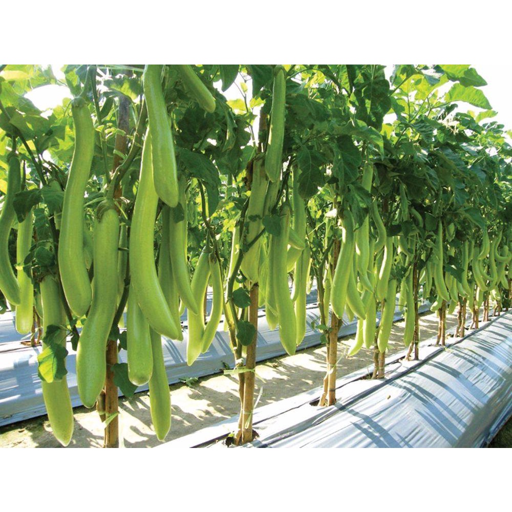 

Sayur Terong Hijau Fresh Terong Sayur Murah