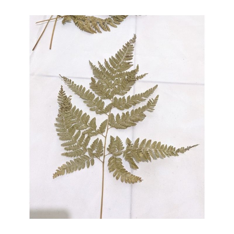 Daun Pakis Kering Daun Paku kering Hiasan Per 30 Helay