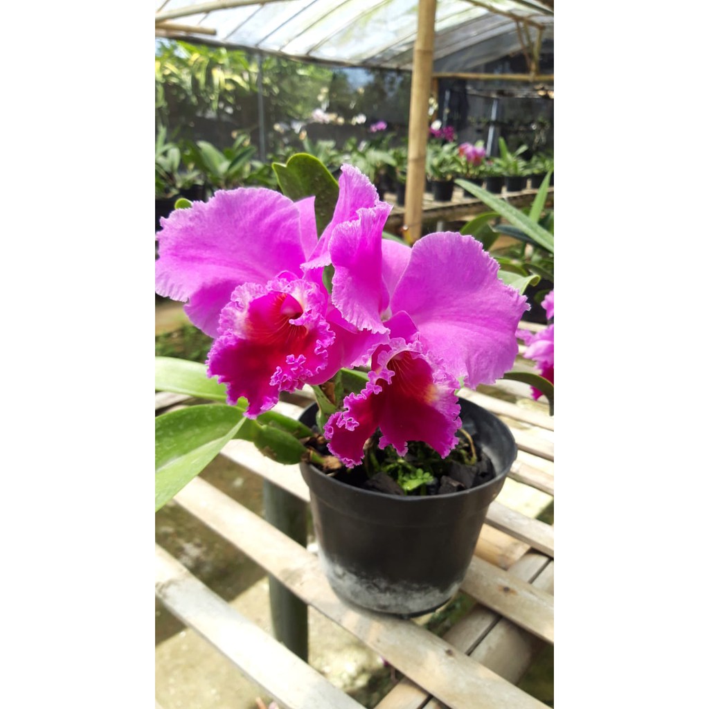 Anggrek Cattleya Ungu Dewasa Siap Berbunga