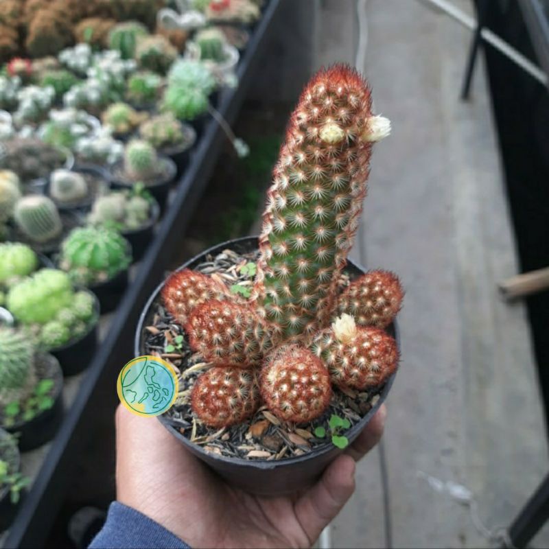 Kaktus Mammilaria Elongata | Variasi Duri Merah