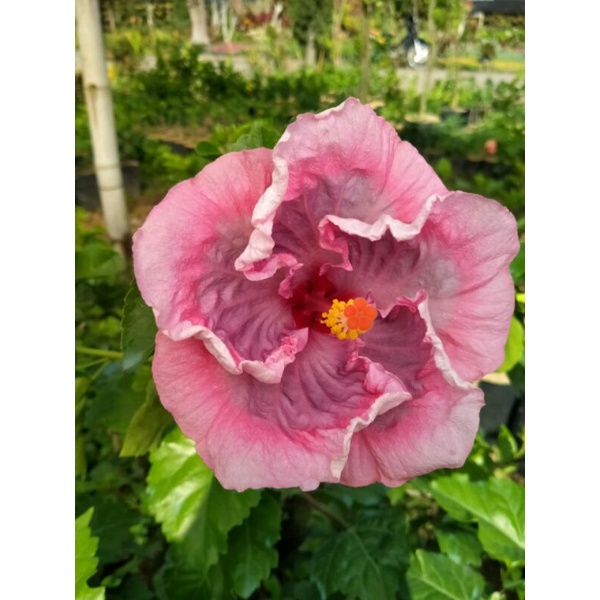 bibit bunga sepatu bangkok hibiscus import warna ungu import - tanaman hias