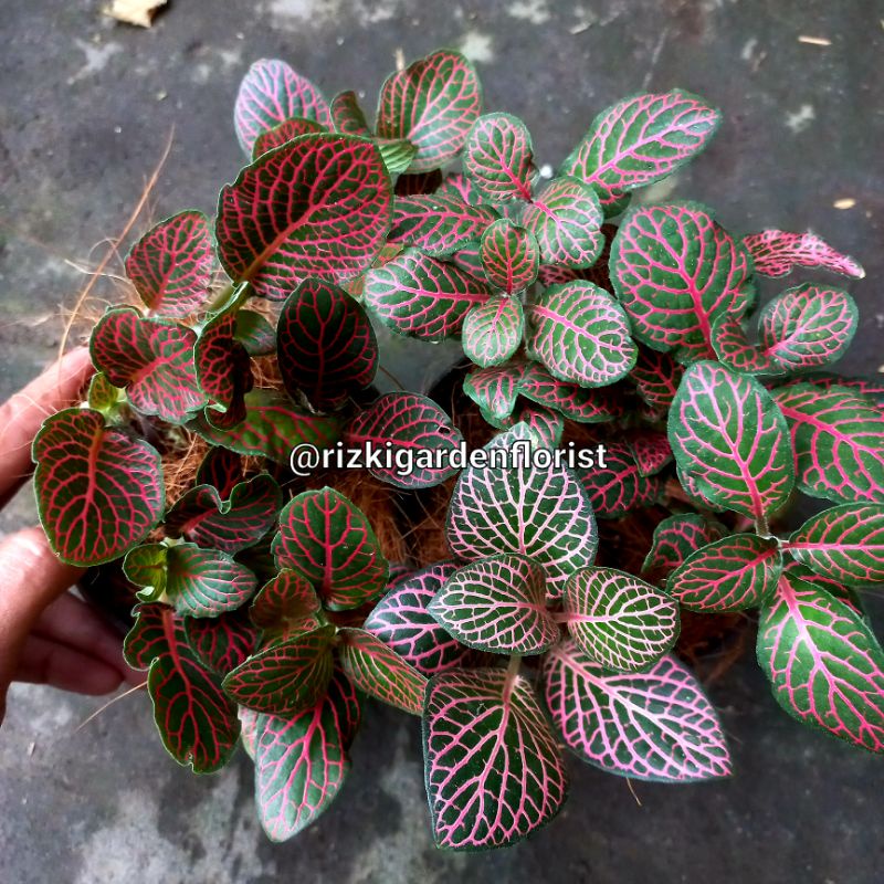 FITONIA MERAH IMPORT