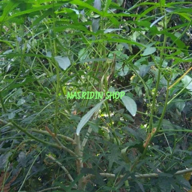 

[Fresh] BIBIT STEK TANAMAN SINGKONG ARAB / BIBIT SINGKONG ARAB