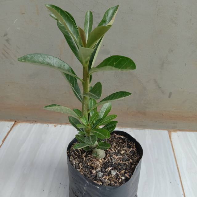 

Bibit adenium kmoja jepang bunga merah