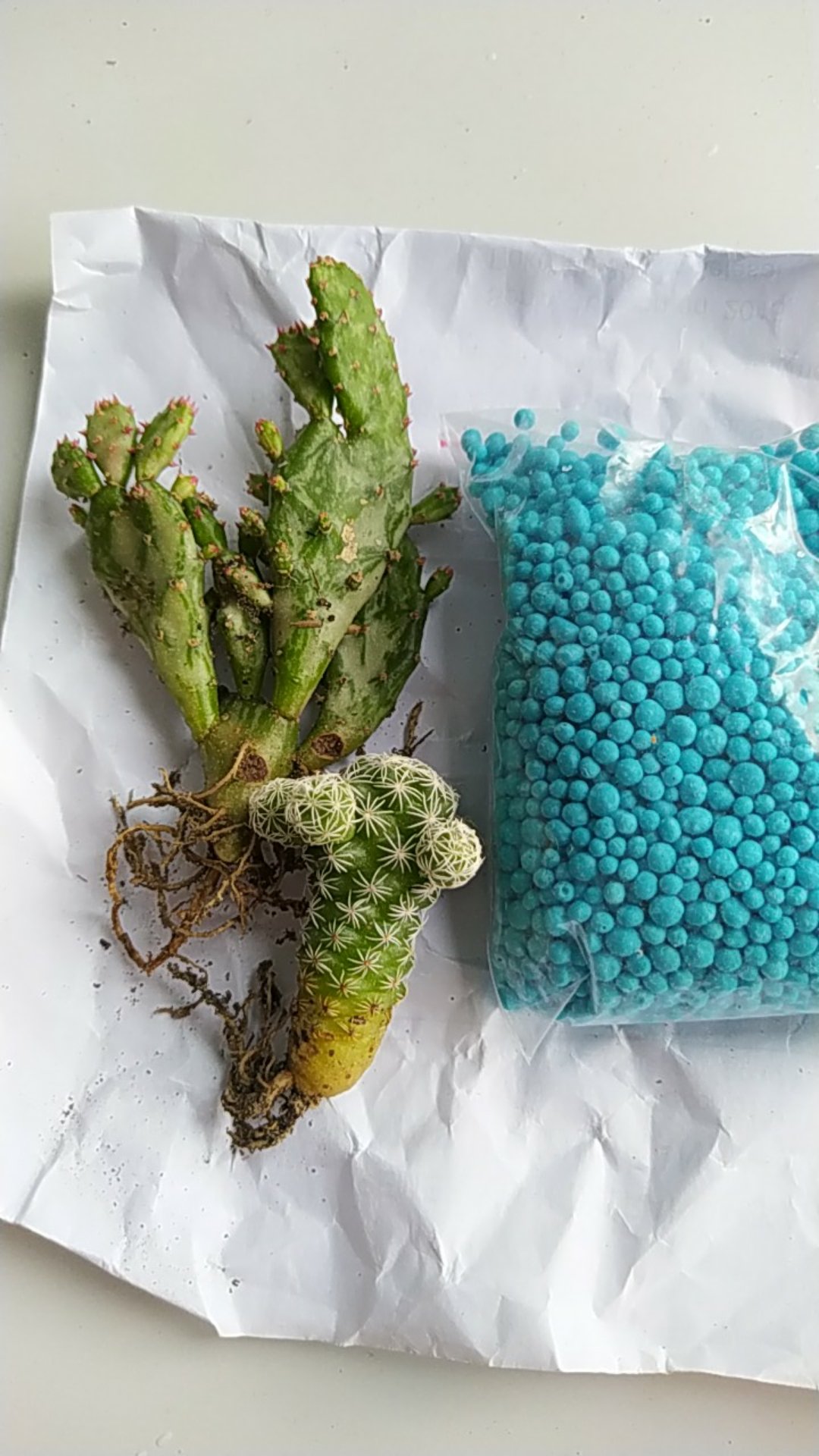 Kaktus Opuntia Vulgaris Variegata