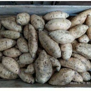 

Bukan Umbi cilembu manis / 1 kg umbi madu umbi biasa