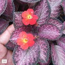 Episcia strawberry pacth -Bibit tanaman episcia merah - BAKUL KEMBANG