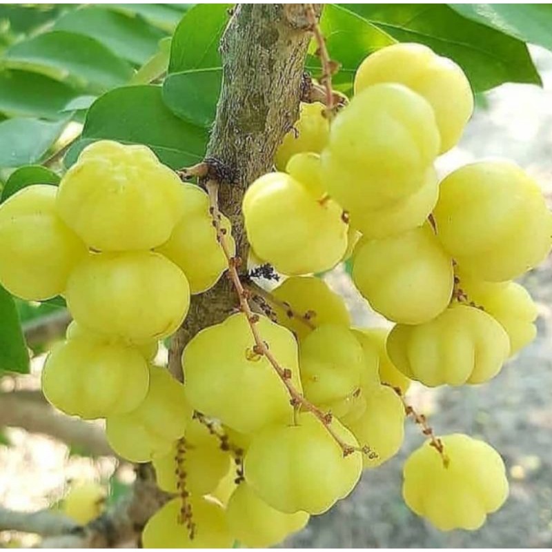 

buah cermai segar/buah cerme 500g