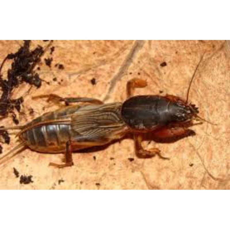 orong orong umpan mancing