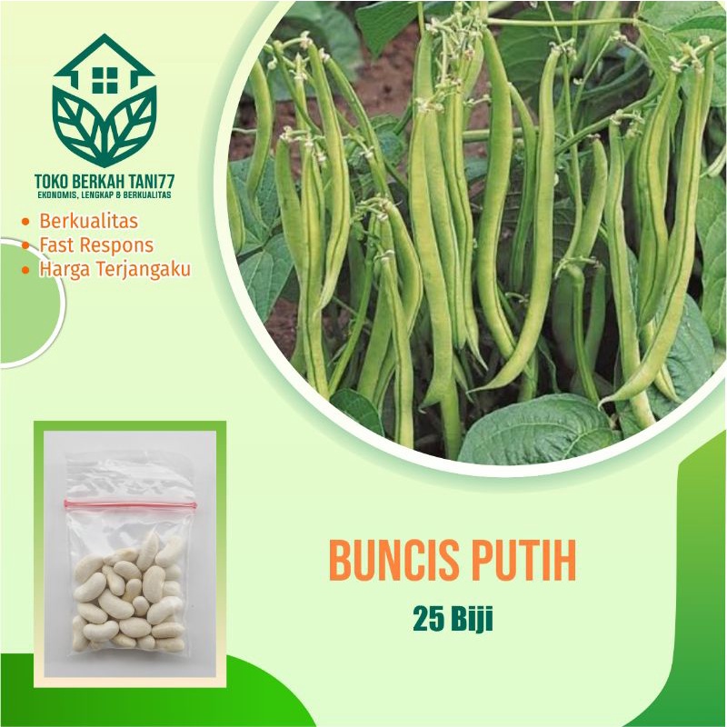 Benih Buncis Putih Sayuran Unggul Berkualitas - Bibit Tanaman Sayur Seribuan
