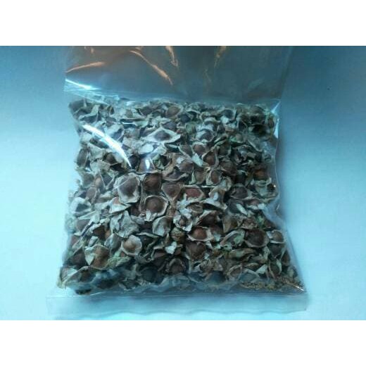 

benih bibit biji kelor super-Moringa Lamuce Lamutje 100gram