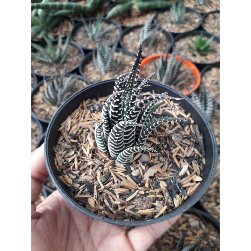 HAWORTHIA ZEBRA