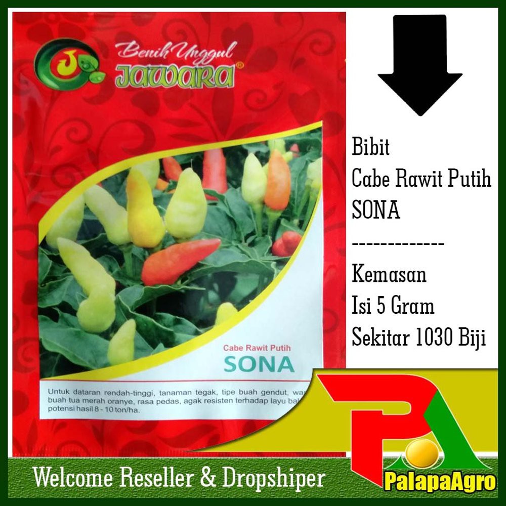 Benih Cabe rawit putih SONA Limited
