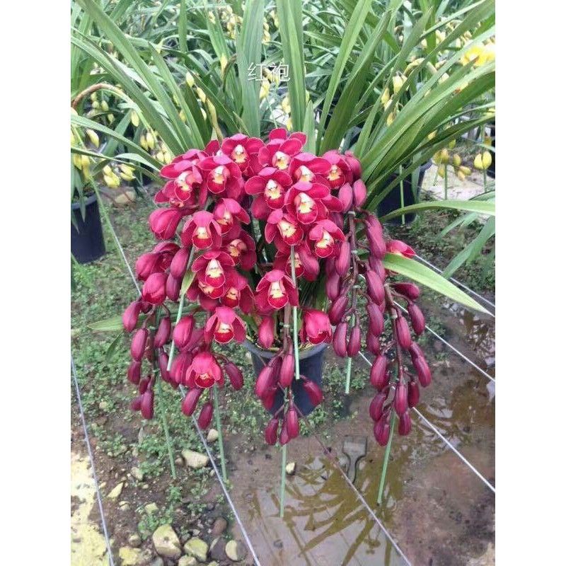 Anggrek Cymbidium dark red f1