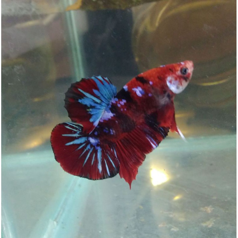 Cupang Red Koi Galaxy