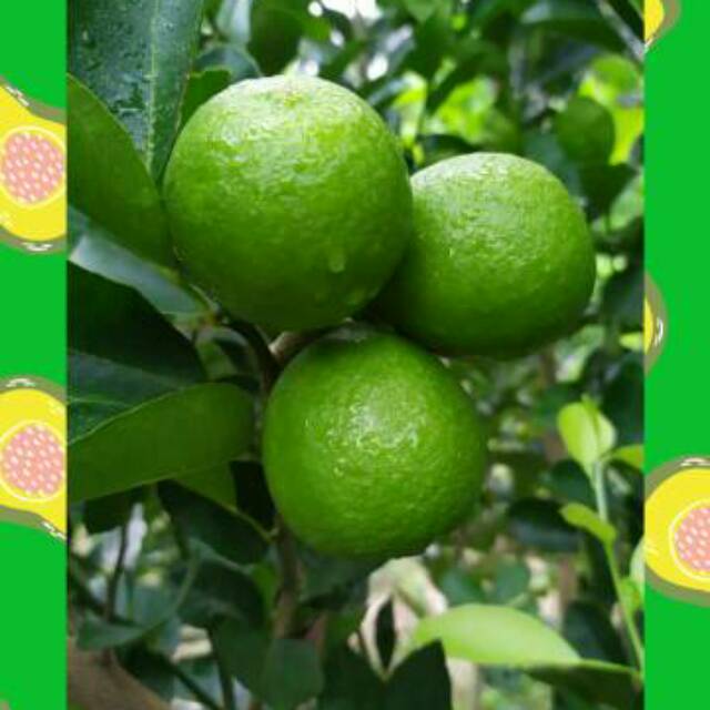 

Jual Jeruk Nipis segar 250 gram
