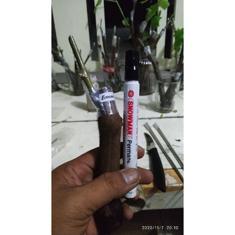 grafting anggur import 3 batang