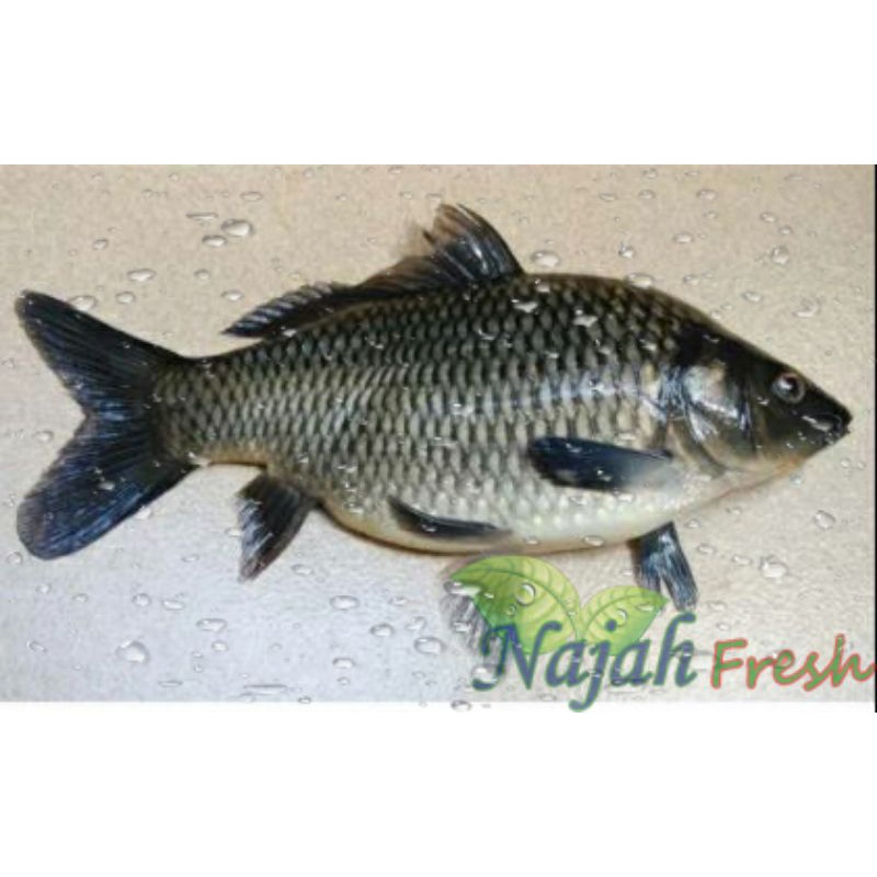 

Ikan Mas 500gr