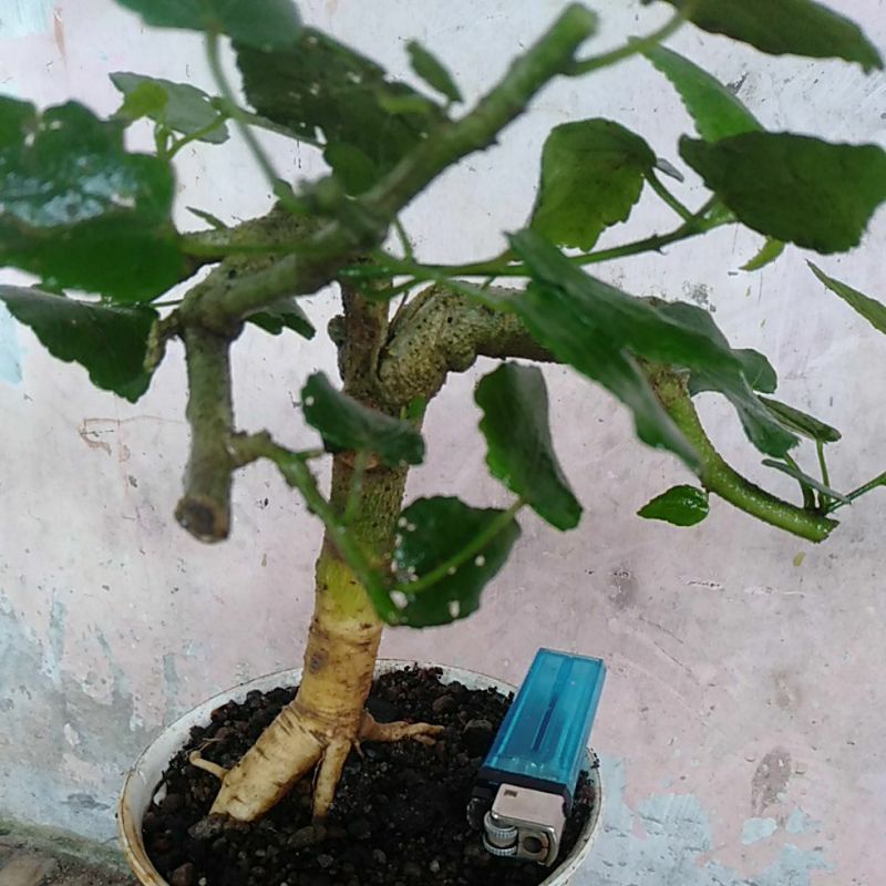 bahan bonsai kembang sepatu mikro realpict