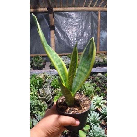 Lidah mertua gold flame remaja