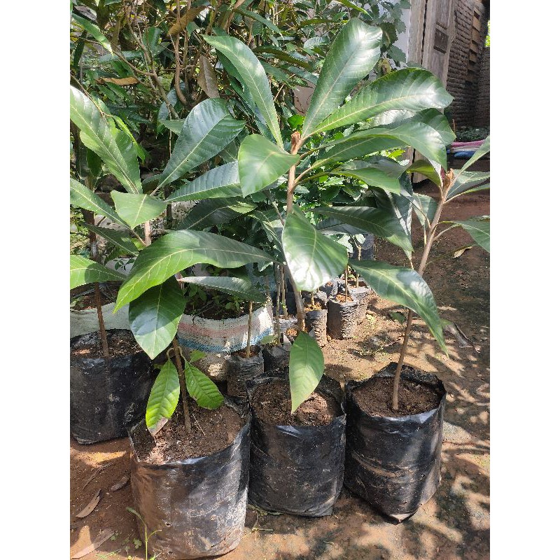 Mamey Sapote Magana Sambung susu