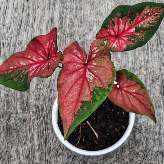 Ready Tanaman Hias Caladium Red Clone - Keladi Red Clone