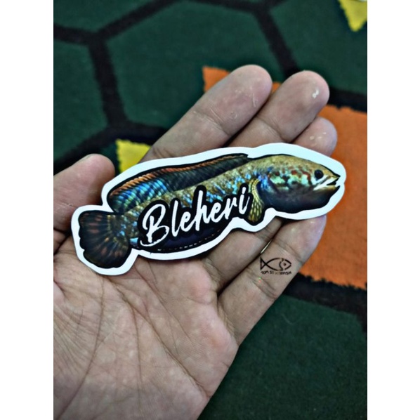 Stiker Channa Bleheri | Bleheri