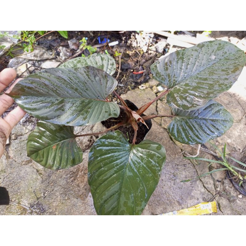 

Anakan Homalomena black