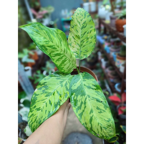 Sri rezeki diven army