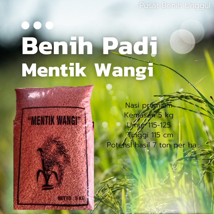 Benih Padi Mentik Wangi Lokal Delanggu Beras Wangi Premium